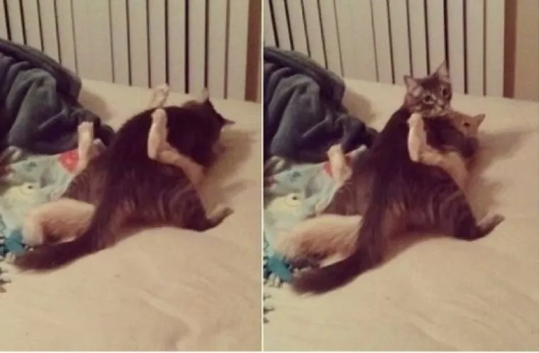 Uljep&scaron;at će Vam dan: 20 genijalnih ljubimaca uhvaćenih 'na djelu'