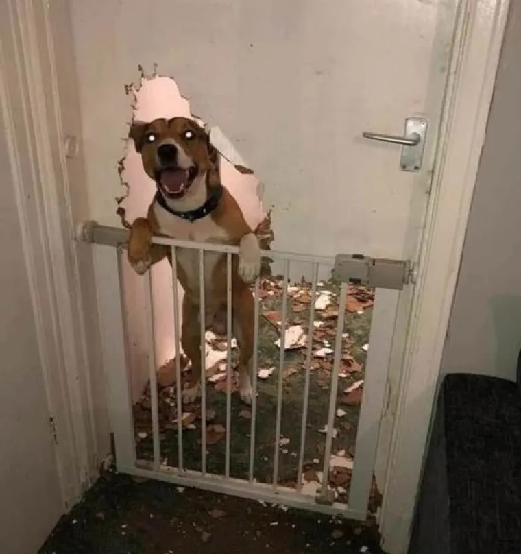 Uljep&scaron;at će Vam dan: 20 genijalnih ljubimaca uhvaćenih 'na djelu'