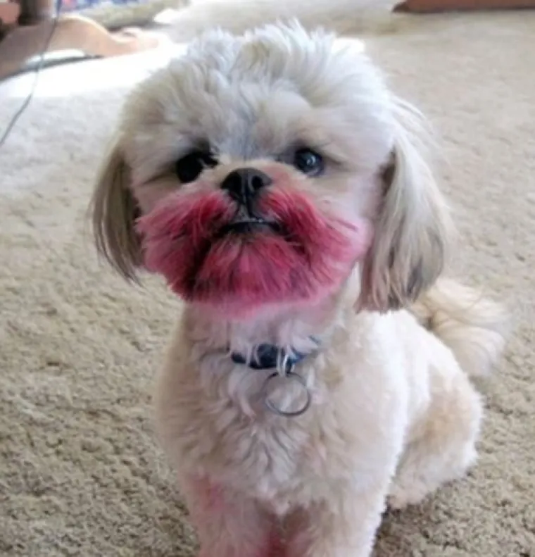 Uljep&scaron;at će Vam dan: 20 genijalnih ljubimaca uhvaćenih 'na djelu'