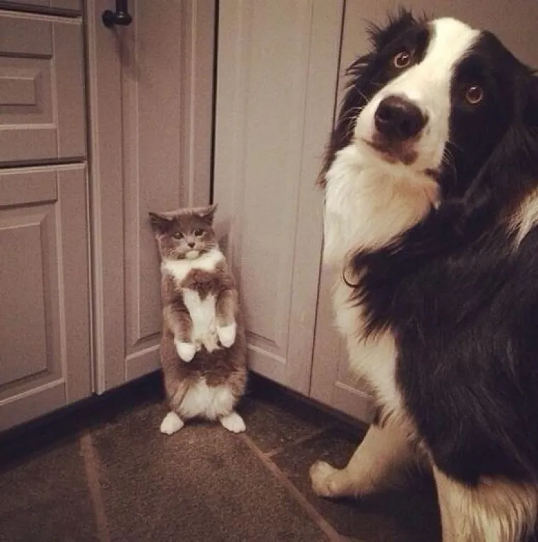 Uljep&scaron;at će Vam dan: 20 genijalnih ljubimaca uhvaćenih 'na djelu'