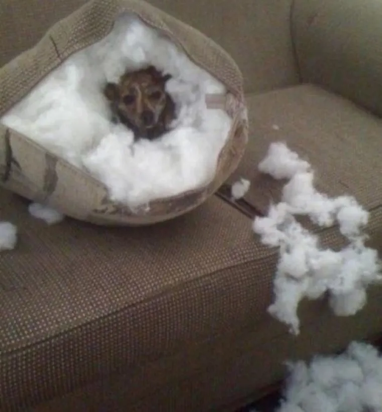 Uljep&scaron;at će Vam dan: 20 genijalnih ljubimaca uhvaćenih 'na djelu'