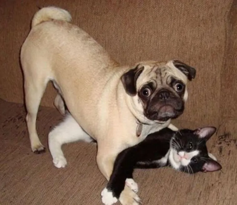 Uljep&scaron;at će Vam dan: 20 genijalnih ljubimaca uhvaćenih 'na djelu'