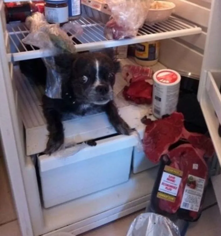 Uljep&scaron;at će Vam dan: 20 genijalnih ljubimaca uhvaćenih 'na djelu'