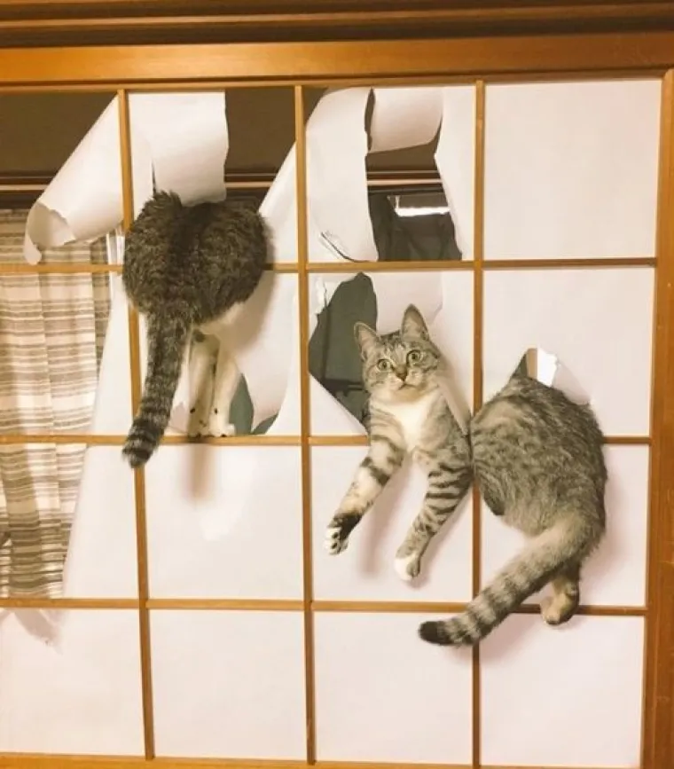 Uljep&scaron;at će Vam dan: 20 genijalnih ljubimaca uhvaćenih 'na djelu'