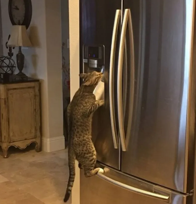 Uljep&scaron;at će Vam dan: 20 genijalnih ljubimaca uhvaćenih 'na djelu'