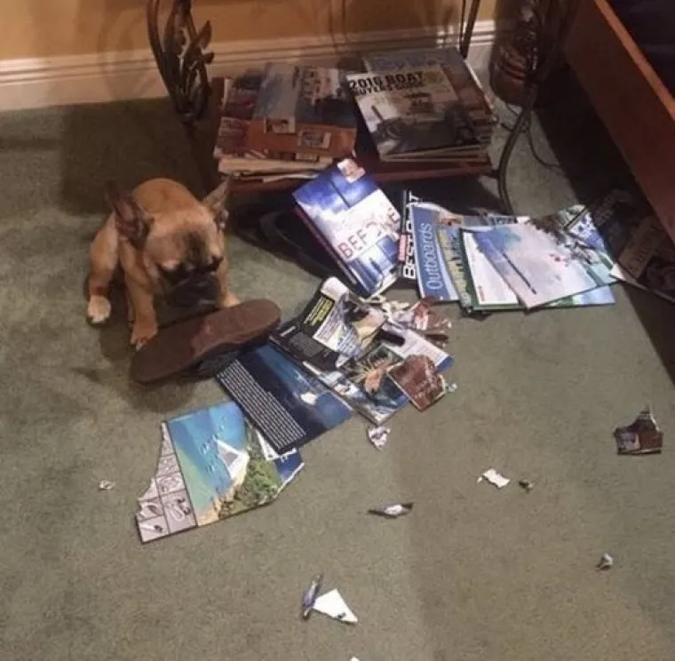 Uljep&scaron;at će Vam dan: 20 genijalnih ljubimaca uhvaćenih 'na djelu'