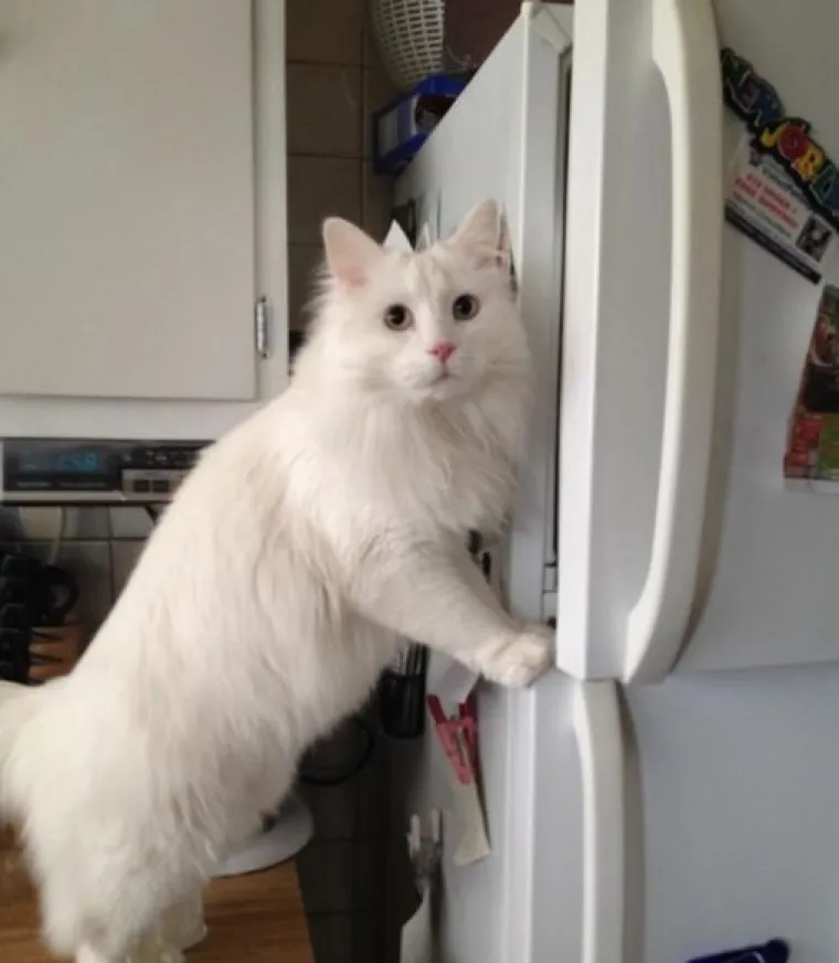 Uljep&scaron;at će Vam dan: 20 genijalnih ljubimaca uhvaćenih 'na djelu'