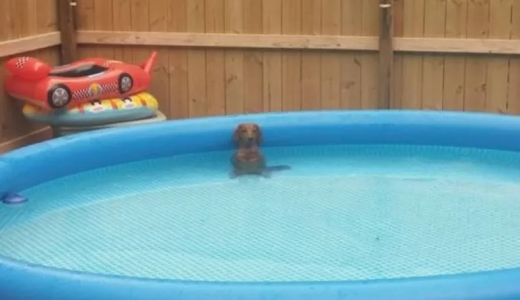 Uljep&scaron;at će Vam dan: 20 genijalnih ljubimaca uhvaćenih 'na djelu'