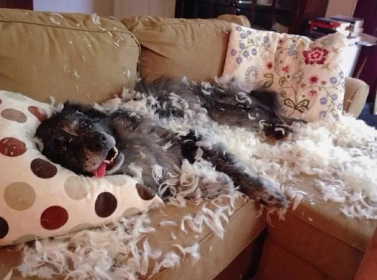 Uljep&scaron;at će Vam dan: 20 genijalnih ljubimaca uhvaćenih 'na djelu'