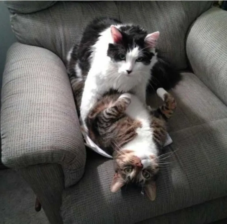 Uljep&scaron;at će Vam dan: 20 genijalnih ljubimaca uhvaćenih 'na djelu'