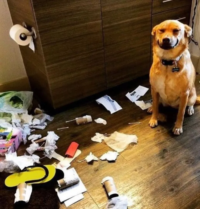 Uljep&scaron;at će Vam dan: 20 genijalnih ljubimaca uhvaćenih 'na djelu'