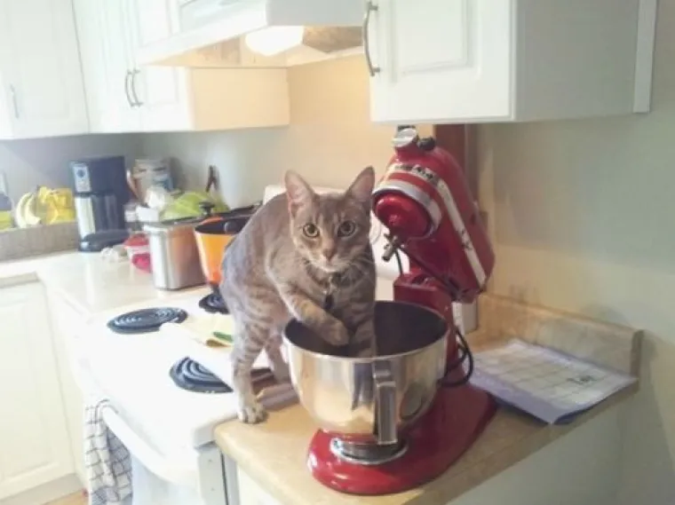 Uljep&scaron;at će Vam dan: 20 genijalnih ljubimaca uhvaćenih 'na djelu'