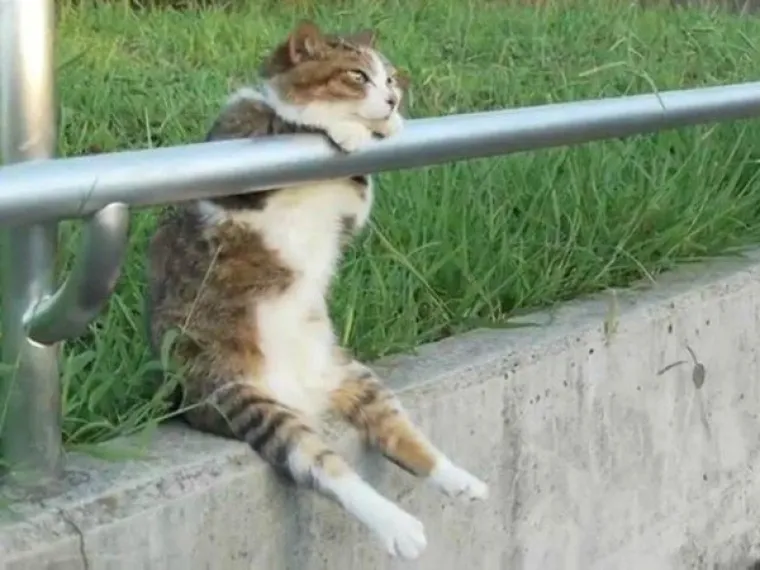 OVO SU LJUDI ZAROBLJENI U TIJELU ŽIVOTINJA: Neobične fotografije zbunile ljude