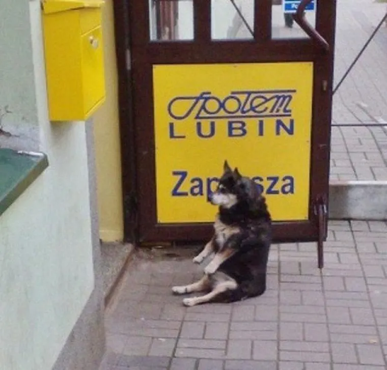 OVO SU LJUDI ZAROBLJENI U TIJELU ŽIVOTINJA: Neobične fotografije zbunile ljude
