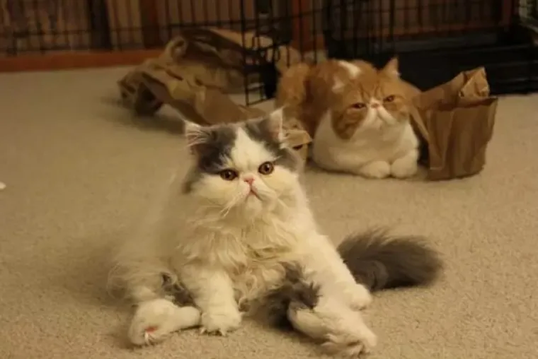 OVO SU LJUDI ZAROBLJENI U TIJELU ŽIVOTINJA: Neobične fotografije zbunile ljude