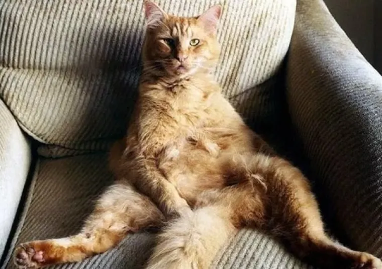 OVO SU LJUDI ZAROBLJENI U TIJELU ŽIVOTINJA: Neobične fotografije zbunile ljude