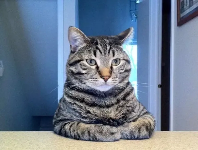 OVO SU LJUDI ZAROBLJENI U TIJELU ŽIVOTINJA: Neobične fotografije zbunile ljude