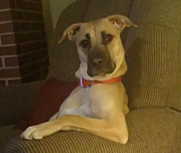 OVO SU LJUDI ZAROBLJENI U TIJELU ŽIVOTINJA: Neobične fotografije zbunile ljude