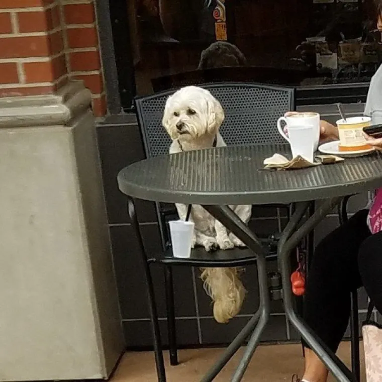 OVO SU LJUDI ZAROBLJENI U TIJELU ŽIVOTINJA: Neobične fotografije zbunile ljude