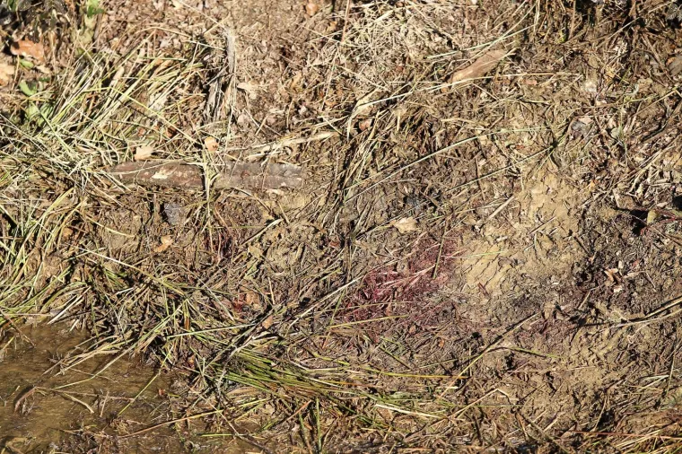 Popri&scaron;te ubojstva u Kupincu