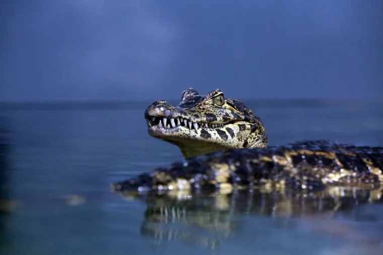 Ožujak 2018.: U pulski Aquarium stigli morski psi, krokodili i kirnje
