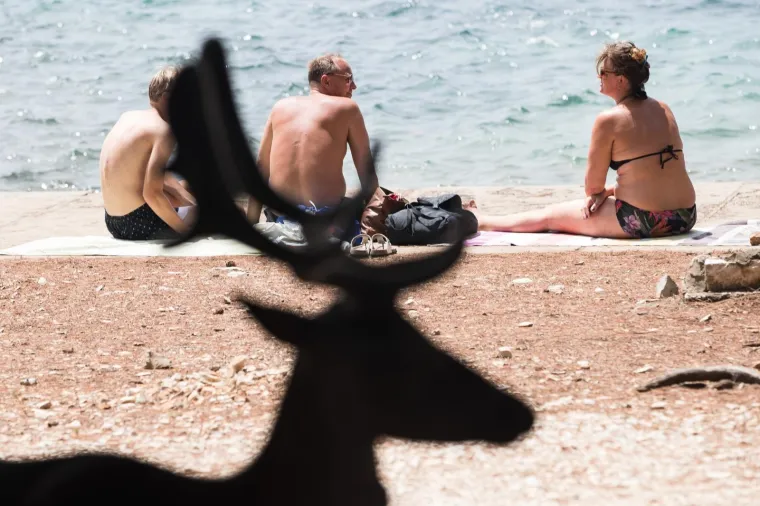 Srpanj 2018.: Jelen lopatar udomaćio se na Badiji u Korčuli pa se može vidjeti kako jede ljudima iz ruke