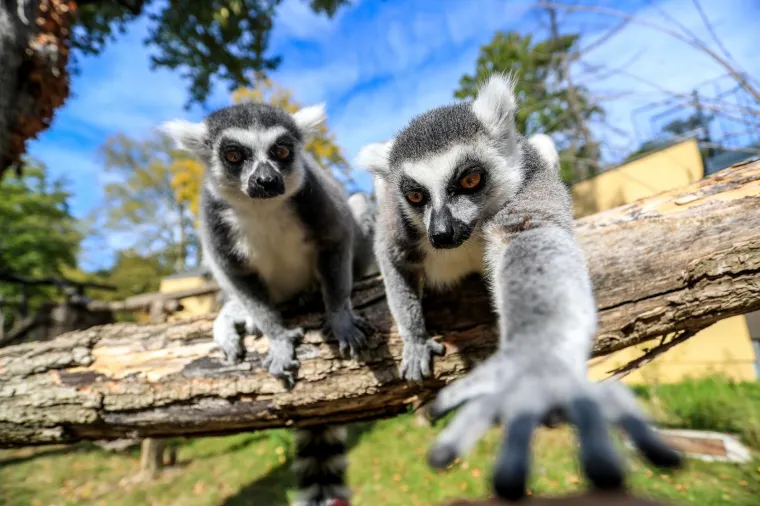 Listopad 2018.: Lemuri u Zoolo&scaron;kom vrtu Zagreb