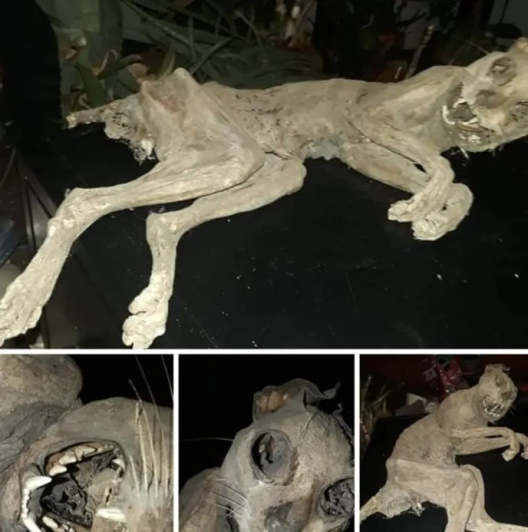 MOŽDA NALETITE NA BLAGO, A MOŽDA NA OVO: Na tavanima ima i puno stra&scaron;nijih stvari od duhova