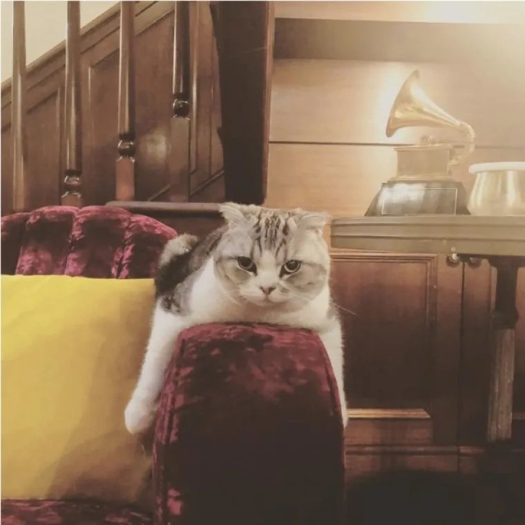 A aparatu nije pobjegla ni Meredith - THE MAČKA!