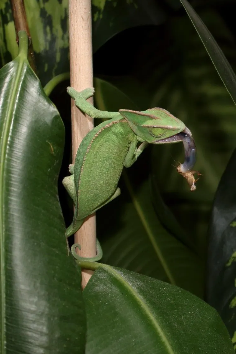 FOTOGRAF IH JE UHVATIO U NAJGOREM MOGUĆEM TRENUTKU: Pa kako im je samo ovo uspjelo?