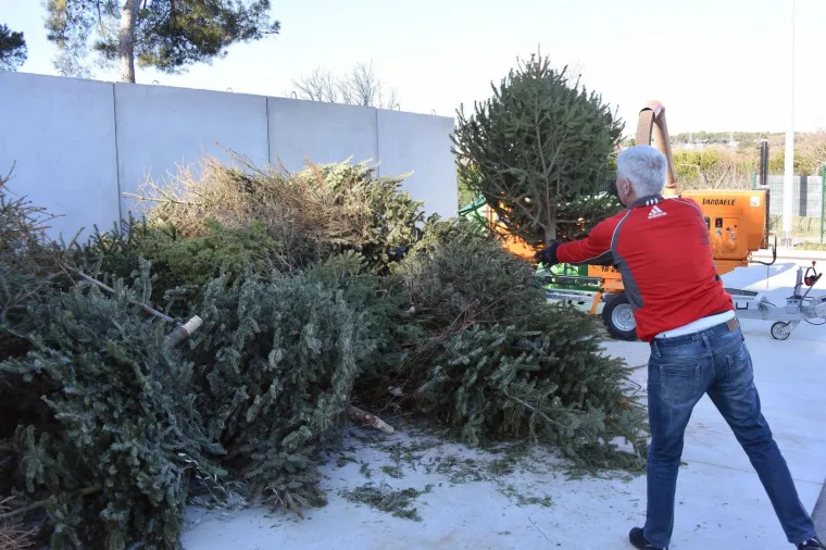 Građanima Pule omogućena besplatna reciklaža božićnih drvaca