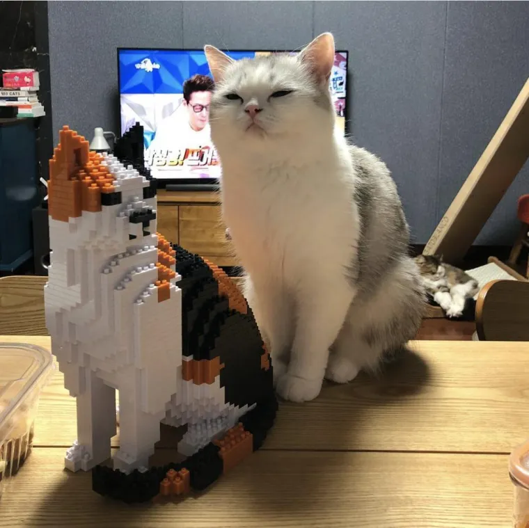 MAČKAMA OVE FOTOGRAFIJE NISU ZABAVNE: Ali zato njihovi ljudski podanici umiru od smijeha