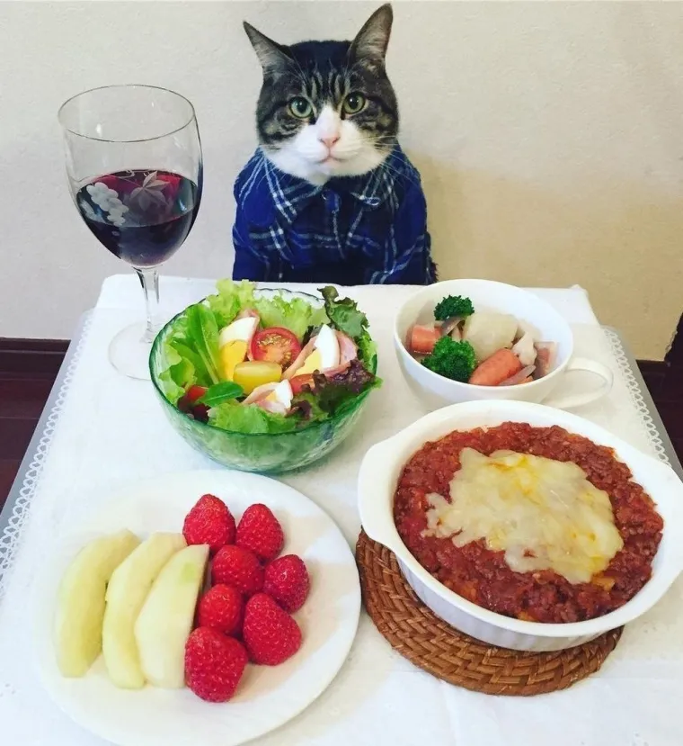 MAČKAMA OVE FOTOGRAFIJE NISU ZABAVNE: Ali zato njihovi ljudski podanici umiru od smijeha