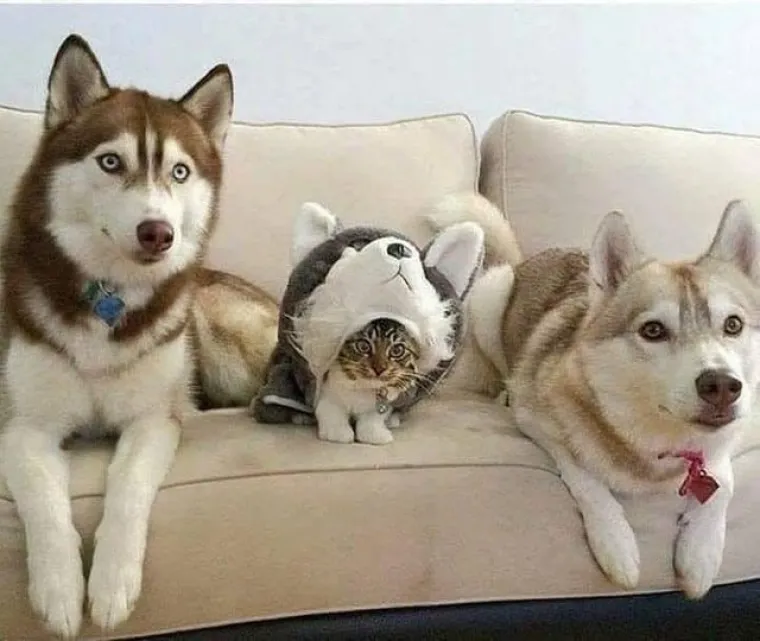 MAČKAMA OVE FOTOGRAFIJE NISU ZABAVNE: Ali zato njihovi ljudski podanici umiru od smijeha