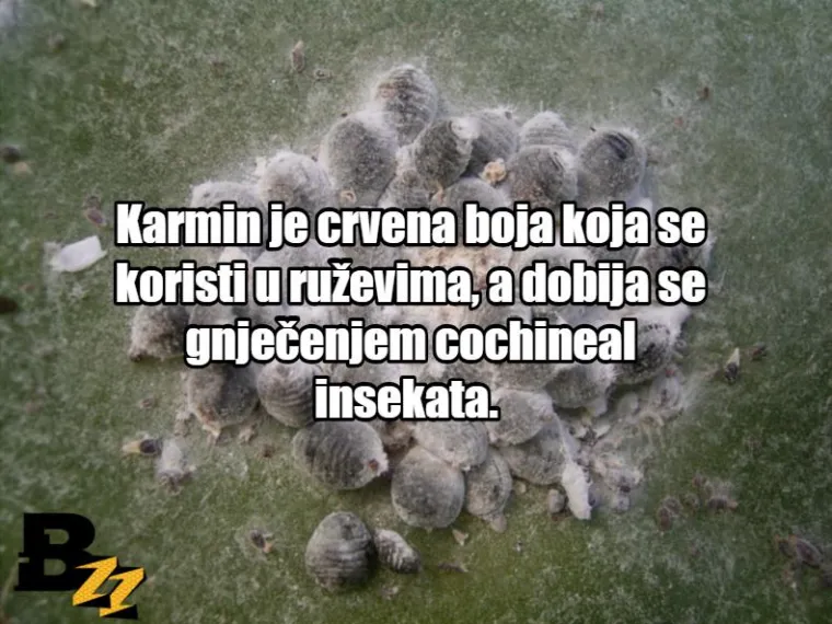 Zgnječeni insekti i krv: TOP 15 najčudnijih sastojaka koji se mogu naći u normalnim proizvodima