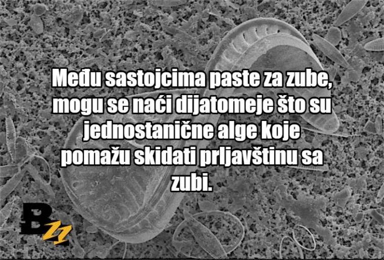 Zgnječeni insekti i krv: TOP 15 najčudnijih sastojaka koji se mogu naći u normalnim proizvodima