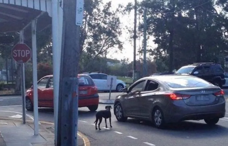 TE&Scaron;KO JE NAĆI RIJEČI KOJE BI OPISALE OVO: Uz ovakve primjerke, te&scaron;ko je vjerovati da smo mi na vrhu prehrambenog lanca
