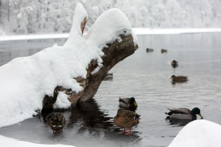 Netaknuta priroda, brojni slapovi i jezera u Nacionalnom parku Plitvička jezera ovih su dana okovani snijegom i ledom. Četrdesetak centimetara snijega posjetiteljima pruža pravu zimsku idilu.