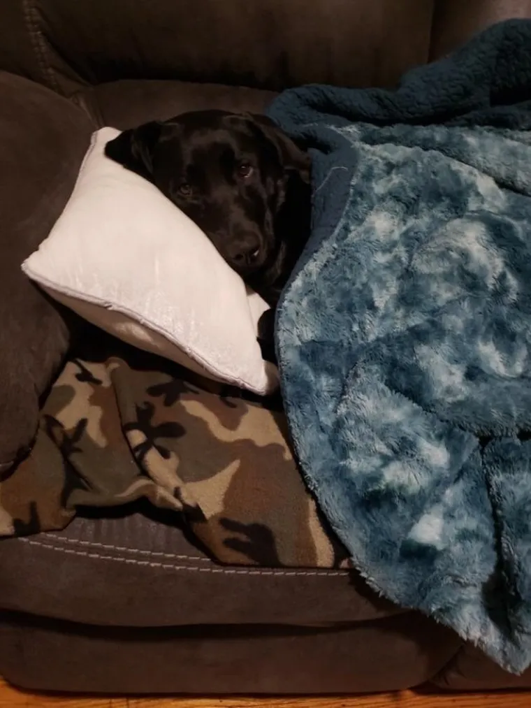 Imate lo&scaron; dan? Zbog ovih kućnih ljubimaca 'čudaka' nećete skinuti osmijeh s lica