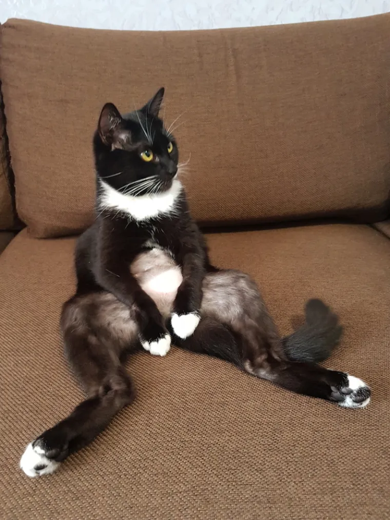 Imate lo&scaron; dan? Zbog ovih kućnih ljubimaca 'čudaka' nećete skinuti osmijeh s lica