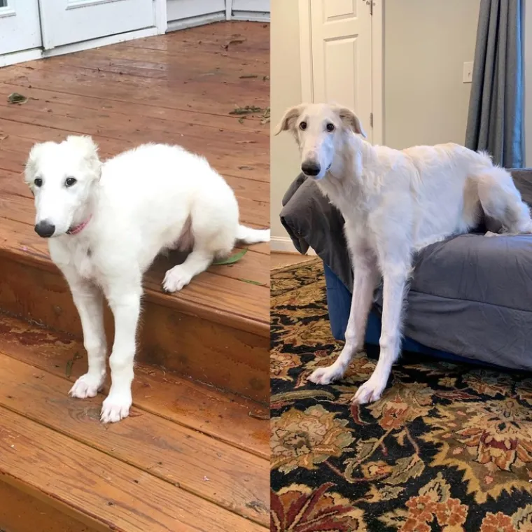 Imate lo&scaron; dan? Zbog ovih kućnih ljubimaca 'čudaka' nećete skinuti osmijeh s lica