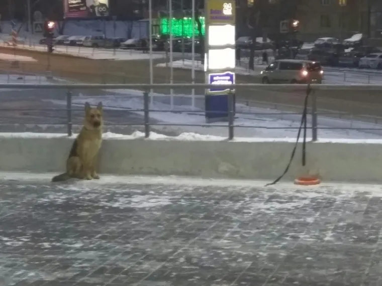 Imate lo&scaron; dan? Zbog ovih kućnih ljubimaca 'čudaka' nećete skinuti osmijeh s lica