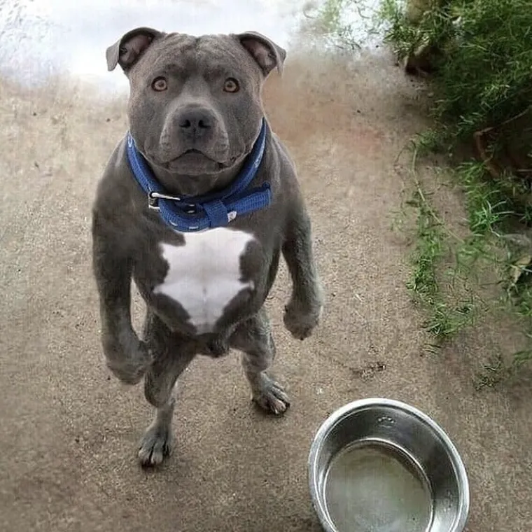 Imate lo&scaron; dan? Zbog ovih kućnih ljubimaca 'čudaka' nećete skinuti osmijeh s lica