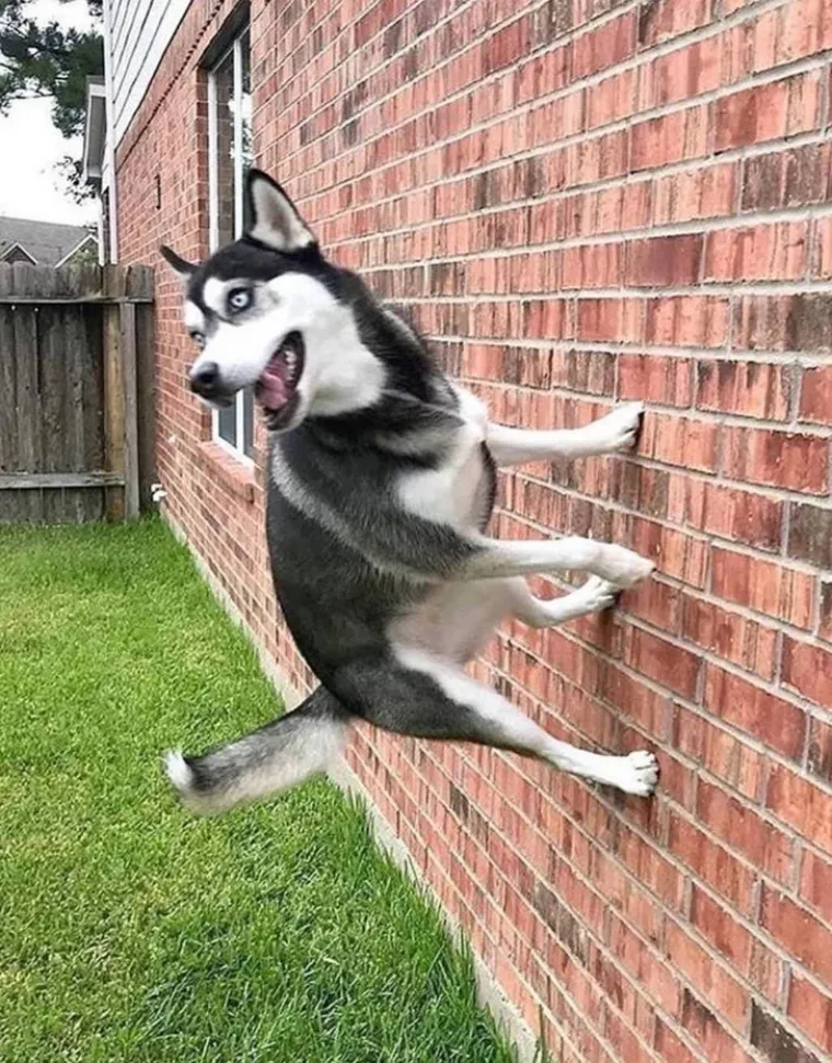 Imate lo&scaron; dan? Zbog ovih kućnih ljubimaca 'čudaka' nećete skinuti osmijeh s lica