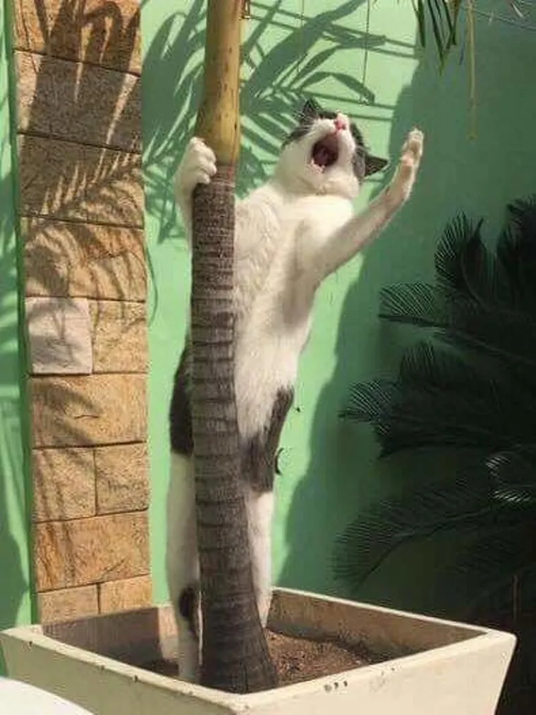 Imate lo&scaron; dan? Zbog ovih kućnih ljubimaca 'čudaka' nećete skinuti osmijeh s lica