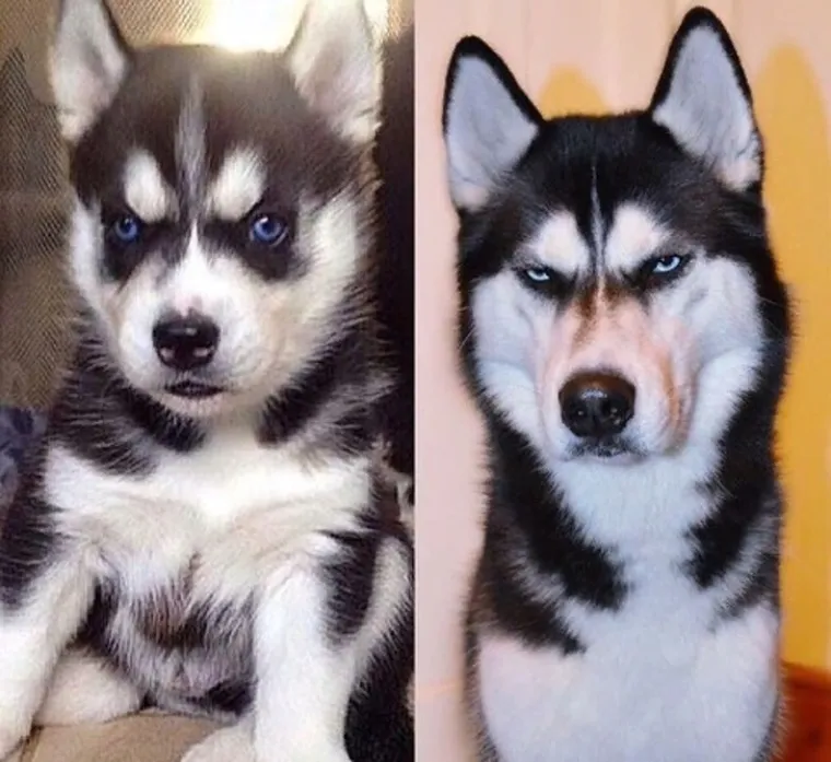 Imate lo&scaron; dan? Zbog ovih kućnih ljubimaca 'čudaka' nećete skinuti osmijeh s lica