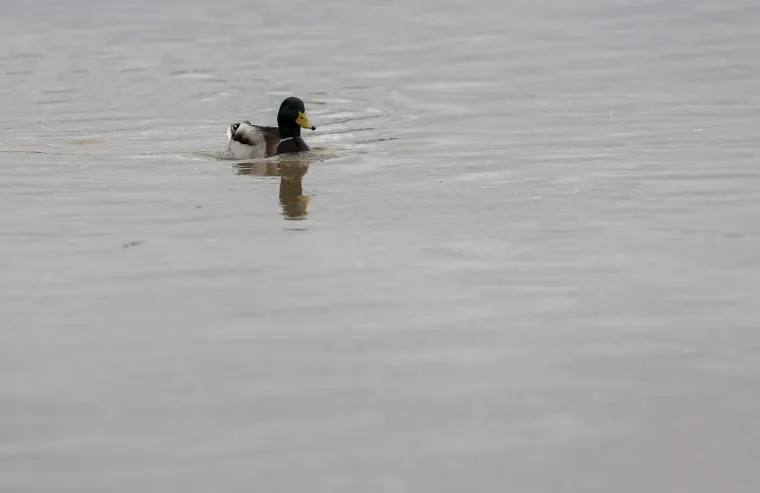 Nabujala Sava izlila se iz korita, prijeti nam i vodeni val iz Slovenije!