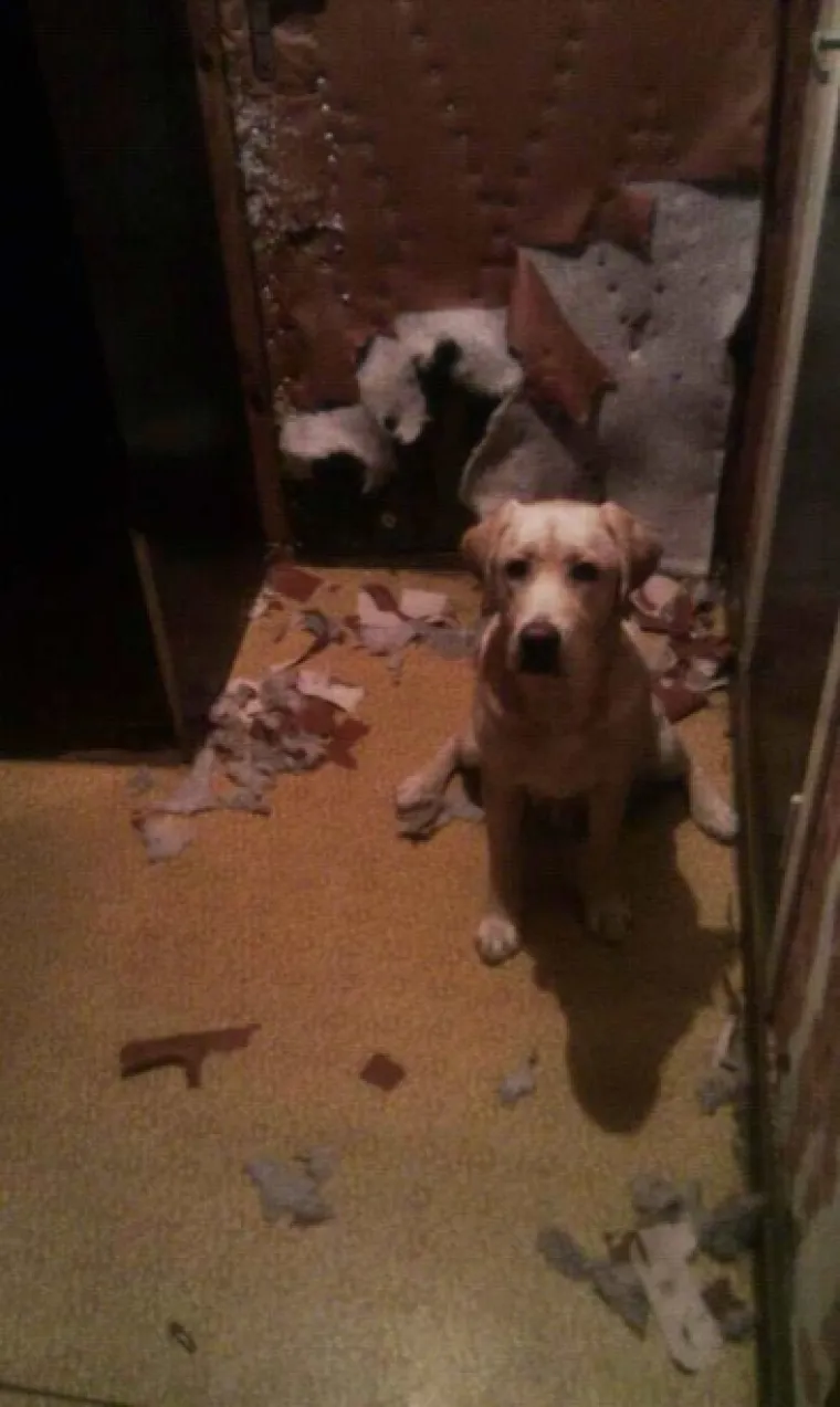 Gazda, nisam ja kriv: 25 urnebesnih fotografija pasa koji vole činiti nepodo&scaron;tine i njihove reakcije