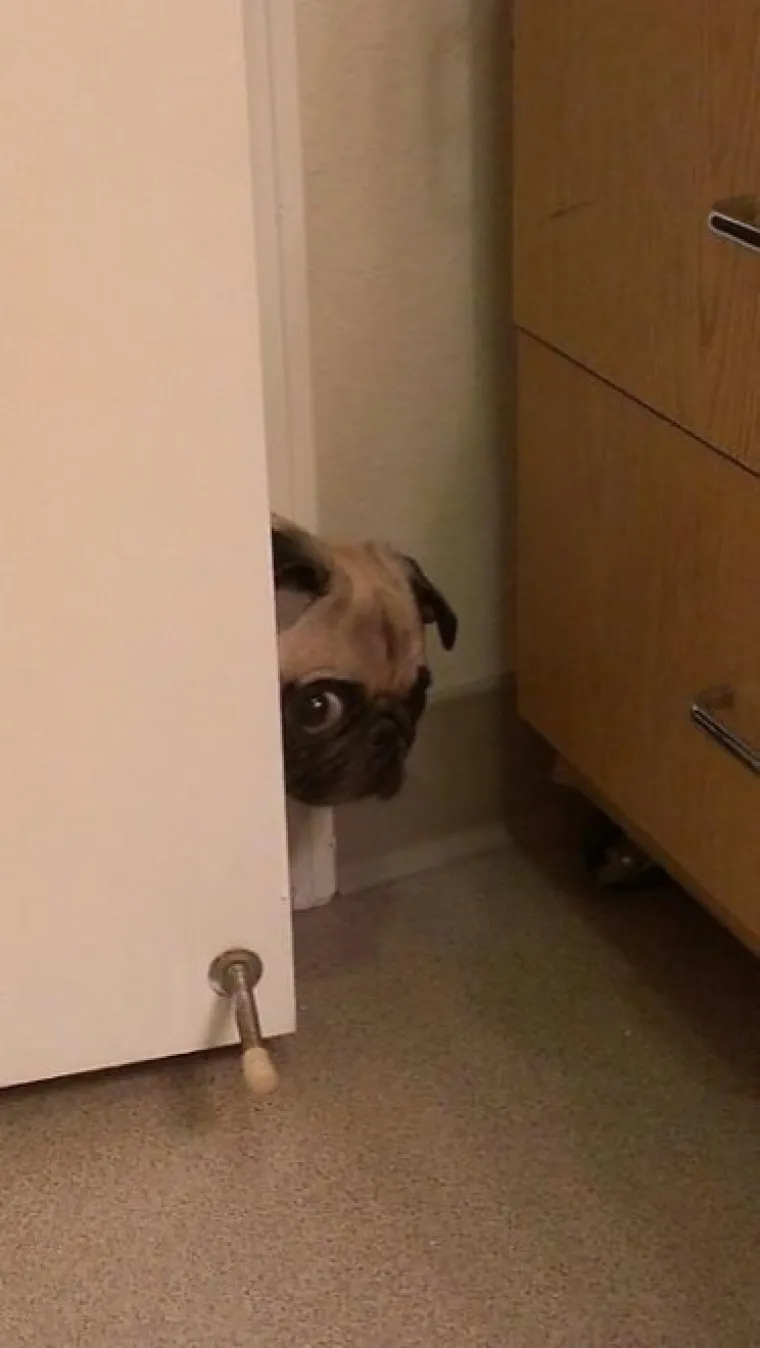 Gazda, nisam ja kriv: 25 urnebesnih fotografija pasa koji vole činiti nepodo&scaron;tine i njihove reakcije