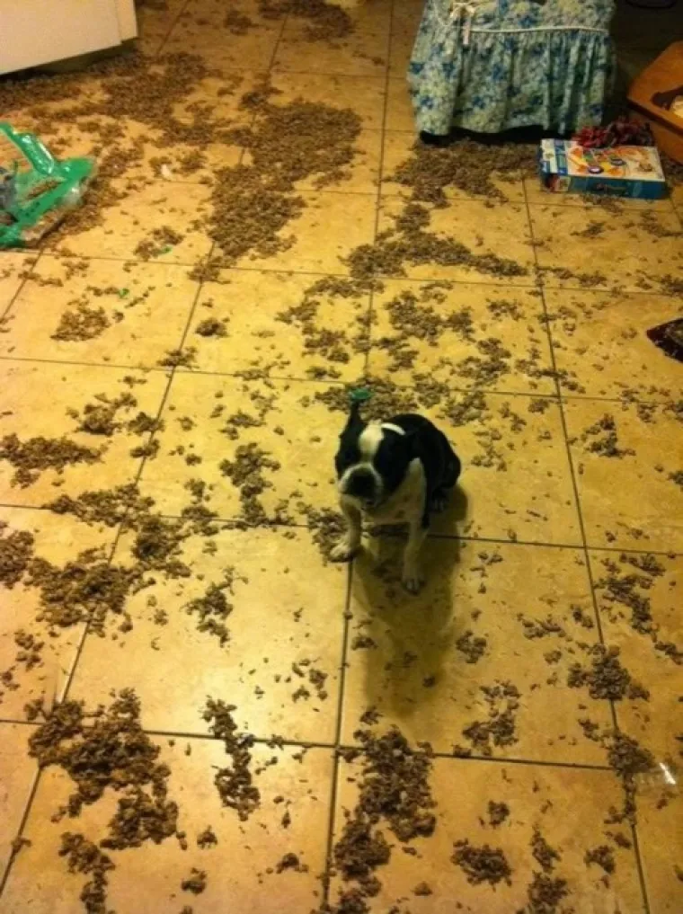 Gazda, nisam ja kriv: 25 urnebesnih fotografija pasa koji vole činiti nepodo&scaron;tine i njihove reakcije